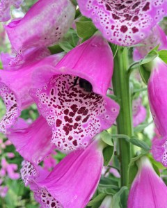 Foxglove and bee