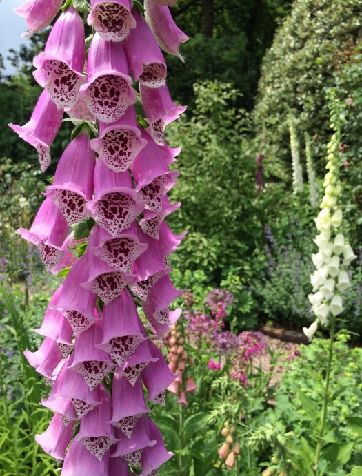 Spotted foxglove
