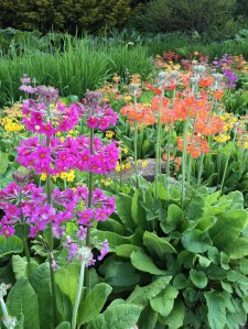 Harlow Carr Candelabra Primulas