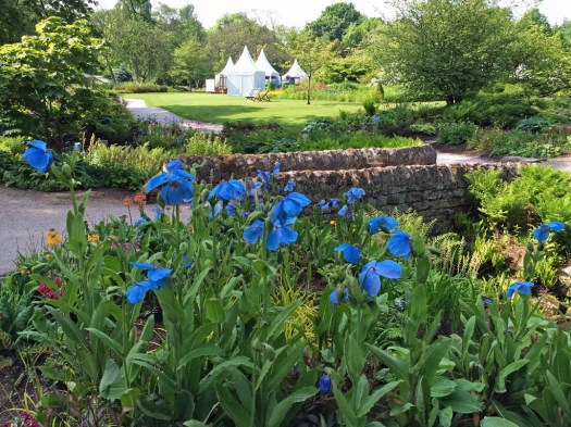 Blue Poppies at the Harlow Carr Flower Show