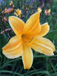 Hemerocallis 'Golden Chimes'