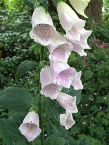 Pale pink foxglove