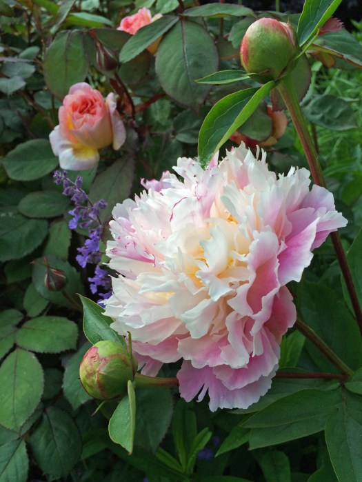 Peony in the scented garden at Harlow Carr