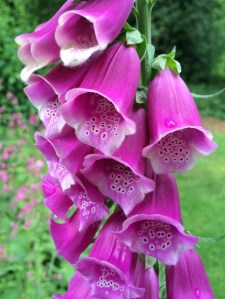 Pink foxglove