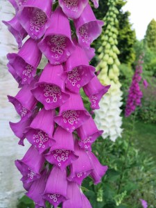 Stately foxglove