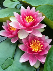 Water lilies