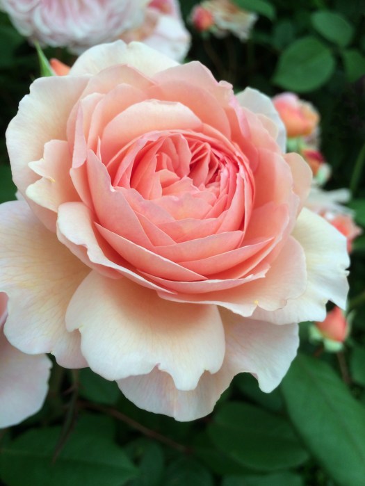 Rosa 'A Shropshire Lad'