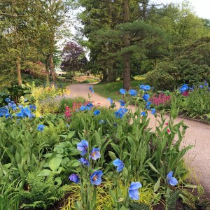 Blue poppies along a path