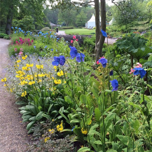 Blue Poppies and Companion Plants