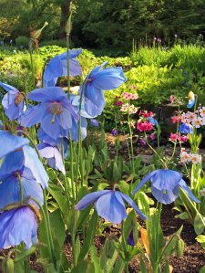 Blue Poppies and Primulas