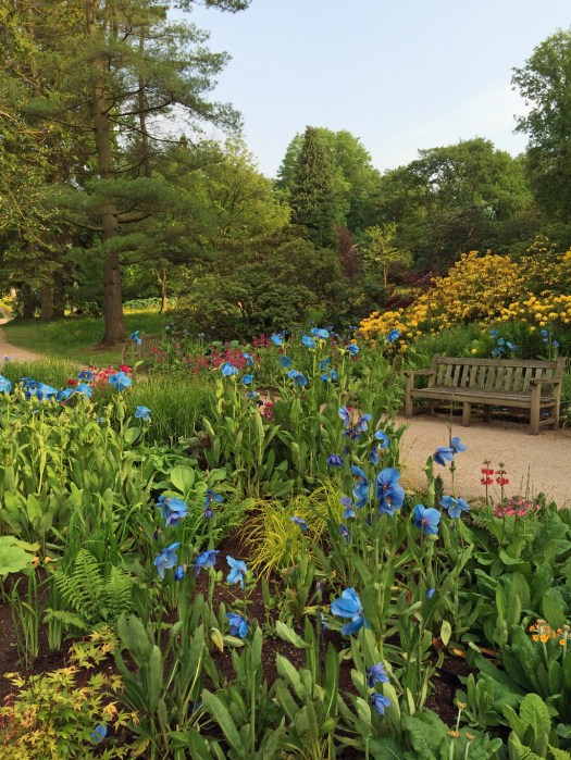 Blue poppies at RHS Harlow Carr
