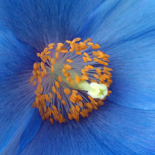 Blue Poppy Stamens and Style