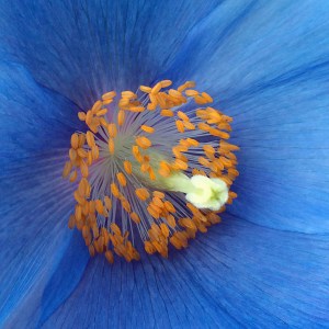 Blue Poppy Stamens and Style