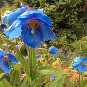Blue poppy