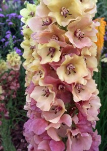 Verbascum 'Caribbean Crush'