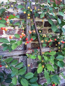 Cherry 'Morello' growing on trellis against a wall