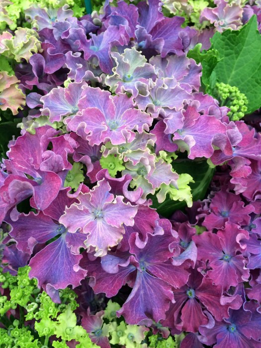 Hydrangea 'Curly Sparkle Blue'