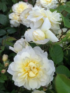 Rosa 'Imogen'