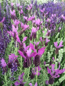 Lavender 'Willow Vale'