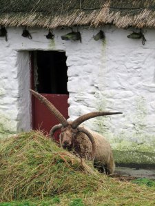 Manx Loaghtan ram with four horns