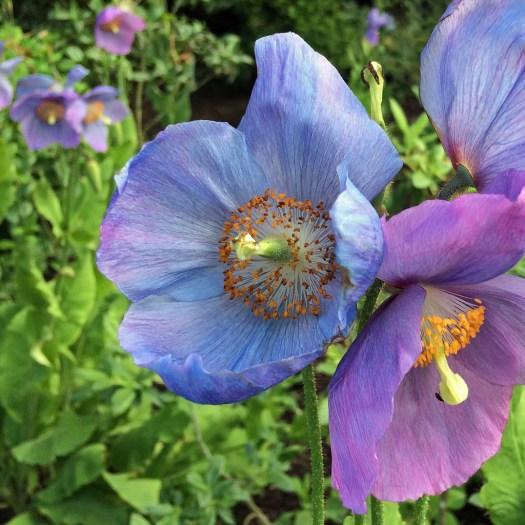 Meconopsis in variable colours