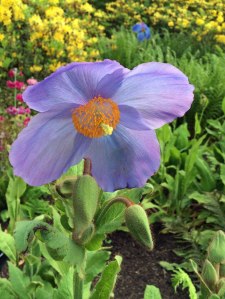 Meconopsis