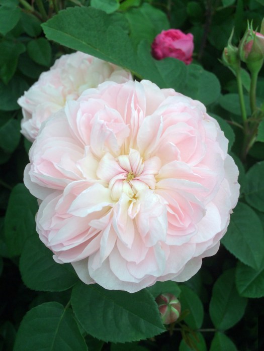 Pink rose with a button eye