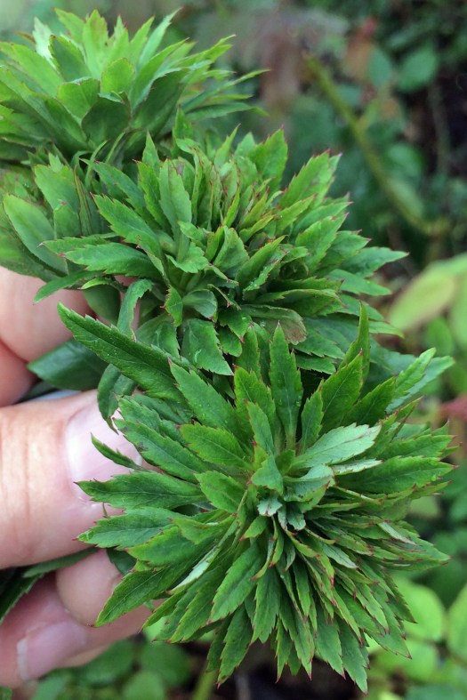 Rosa chinensis 'Viridiflora' (The Green Rose)