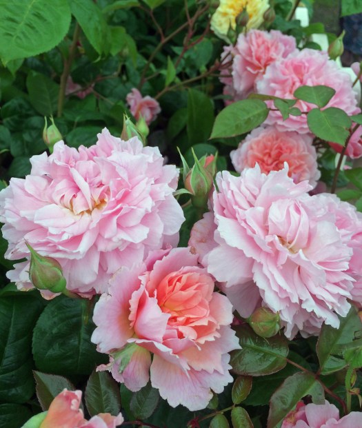 Rosa 'Strawberry Hill'
