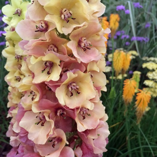 Verbascum 'Caribbean Crush'
