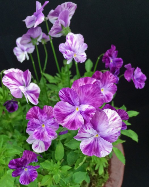 Viola perennis 'Elaine Quin'
