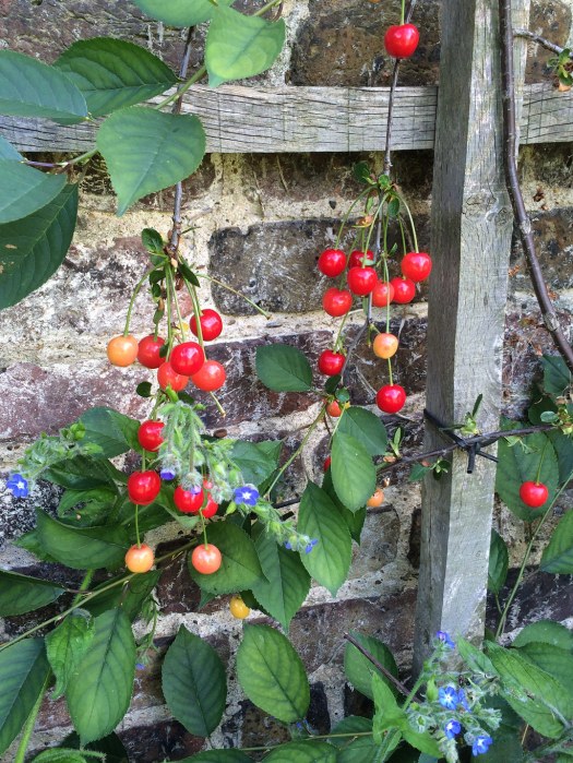 Young Morello Cherries