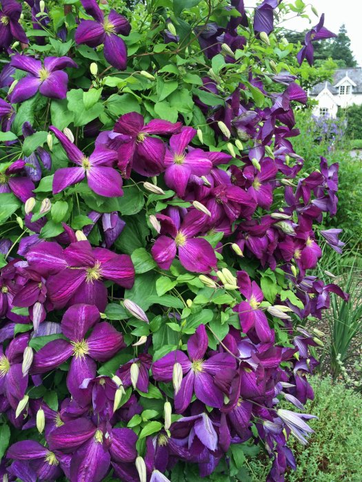 Clematis 'Jackmanii Purpurea'