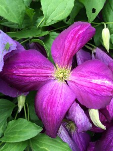 Clematis 'Jackmanii Purpurea'