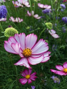 Cosmos 'Sensation Picotee' with scabious in a cutting garden