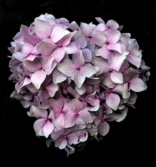 Hydrangea heart