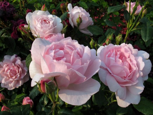 Scepter'd Isle roses