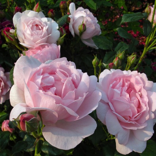 Rosa 'Scepter'd Isle'