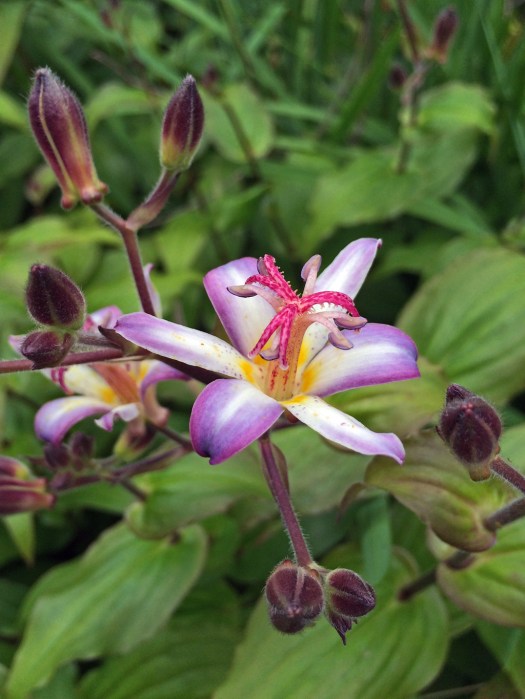 Tricyrtis