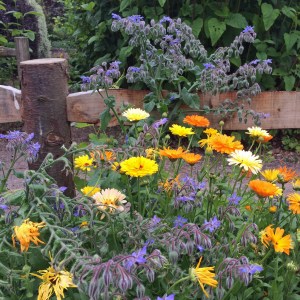 Fence post with calendula and borage