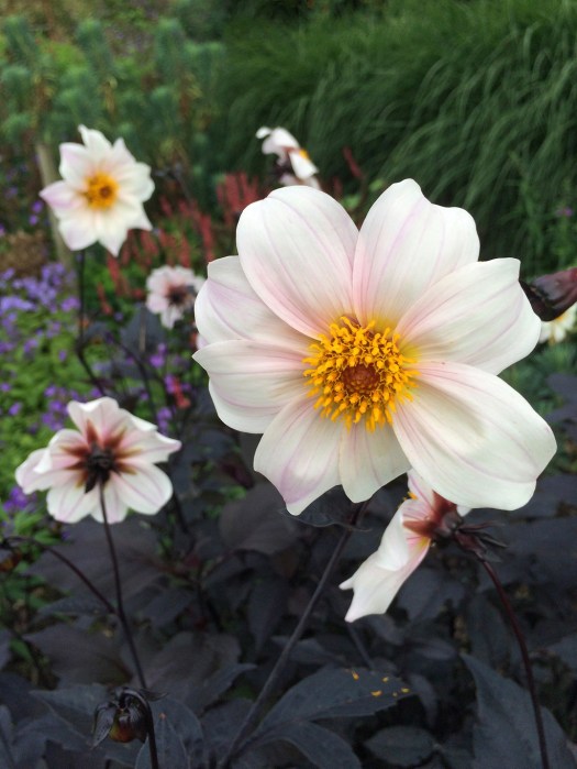 Dahlia 'Twyning's After Eight'