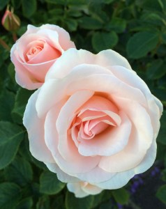 Floribunda rose | Pretty Lady