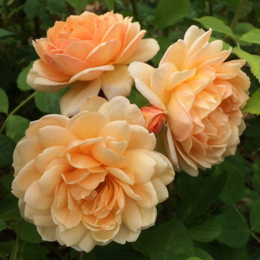 Rosa 'Grace'