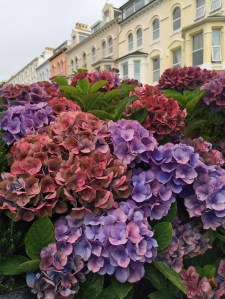 Hydrangeas on the Isle of Man