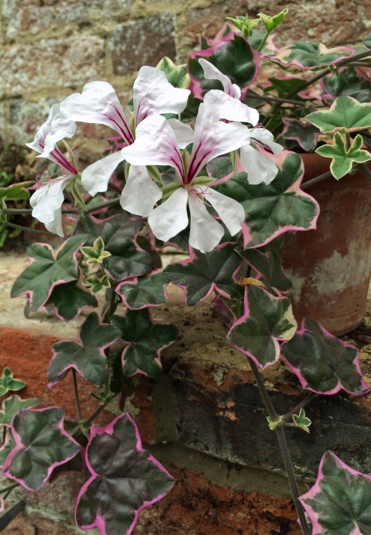 Ivy leaved pelargonium