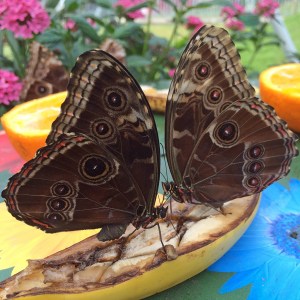 Butterflies feasting on a banana