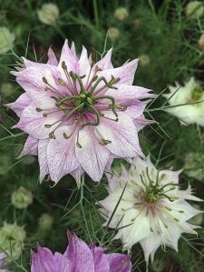 Nigella with poster edges filter