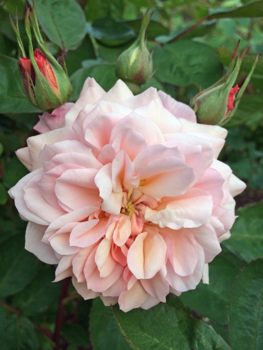 Peachy-pink rose