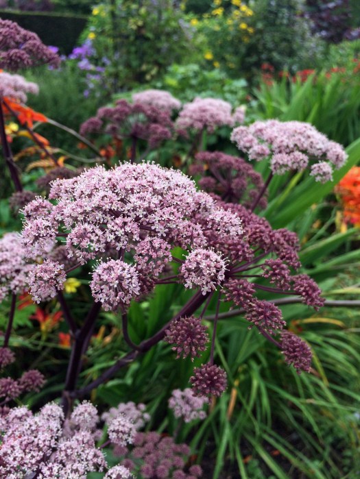 Purple Angelica