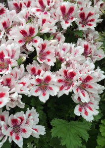 Regal pelargonium 'Arnside Fringed Aztec'